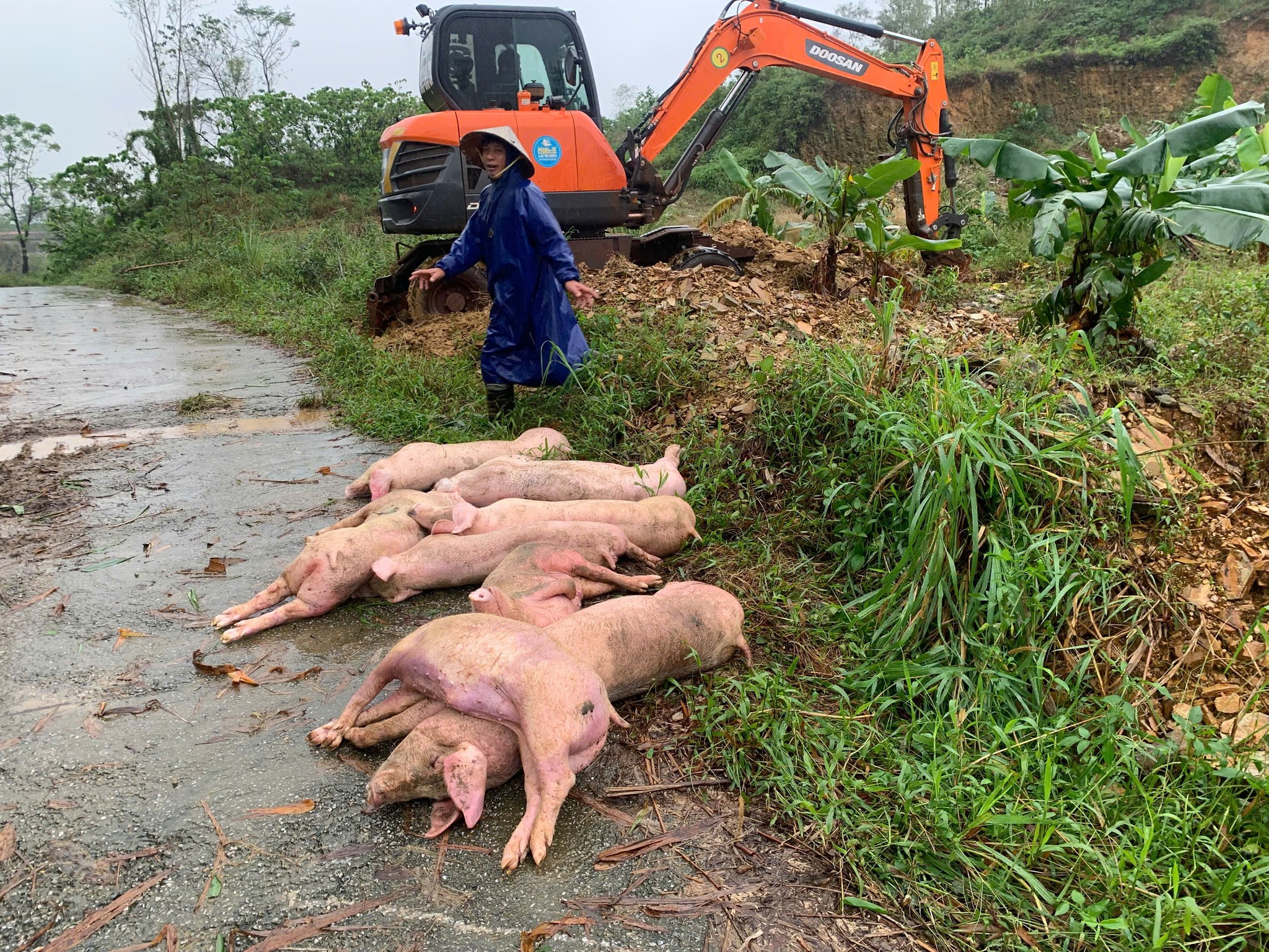 TIÊU HỦY ĐÀN LỢN NGHI NHIỄM DỊCH TẢ LỢN CHÂU PHI – TIẾP TỤC KHẲNG ĐỊNH QUAN ĐIỂM “PHÒNG LÀ CHÍNH”